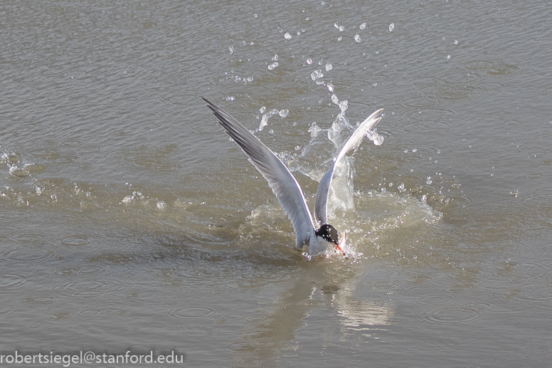 palo alto baylands